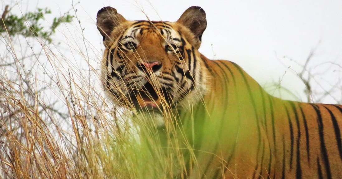 One of the best places to see wild tigers in India – and a lodge to stay at run by family of Project Tiger founder who kick-started big cat’s successful conservation