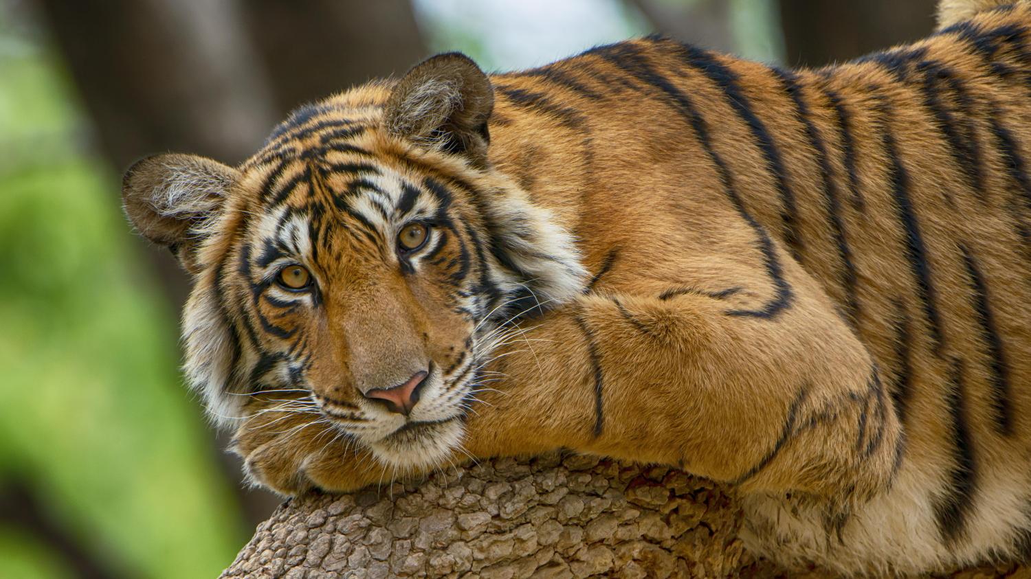 India’s tigers are back at last — here’s where you’ll see them